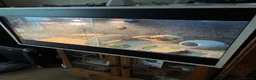 Bearded Dragon reptiles for sale: Baby Red monster bearded dragon  - Advert 6