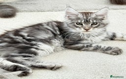 Maine Coon cats for sale: WE MAY SELL ACTIVE Top quality Maine coon kittens - Image 19