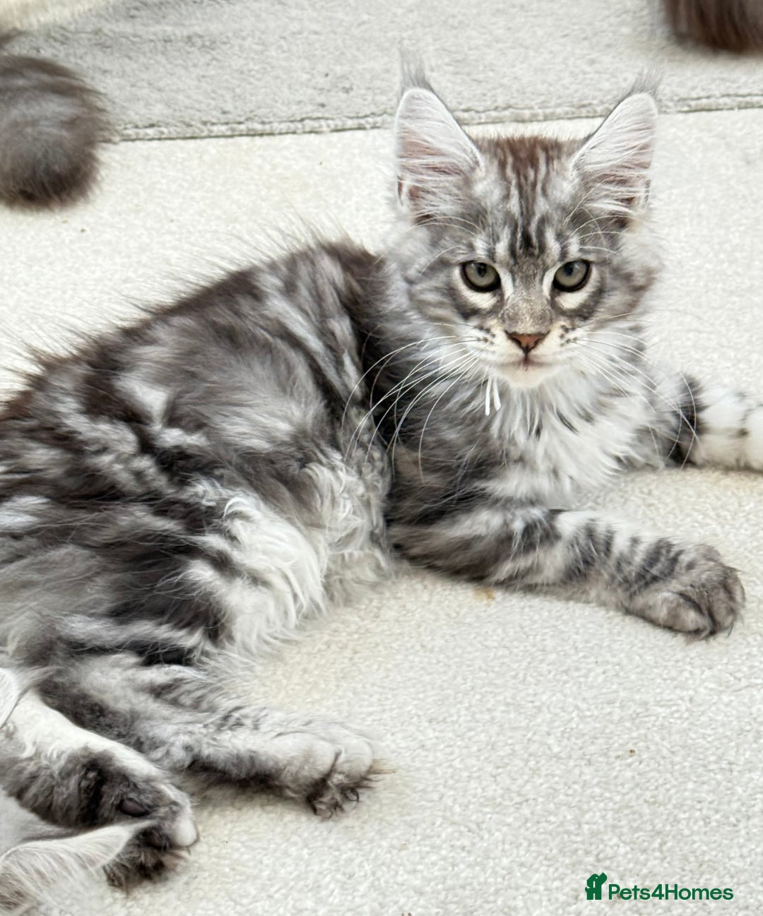 Maine Coon cats for sale: WE MAY SELL ACTIVE Top quality Maine coon kittens - Image 19