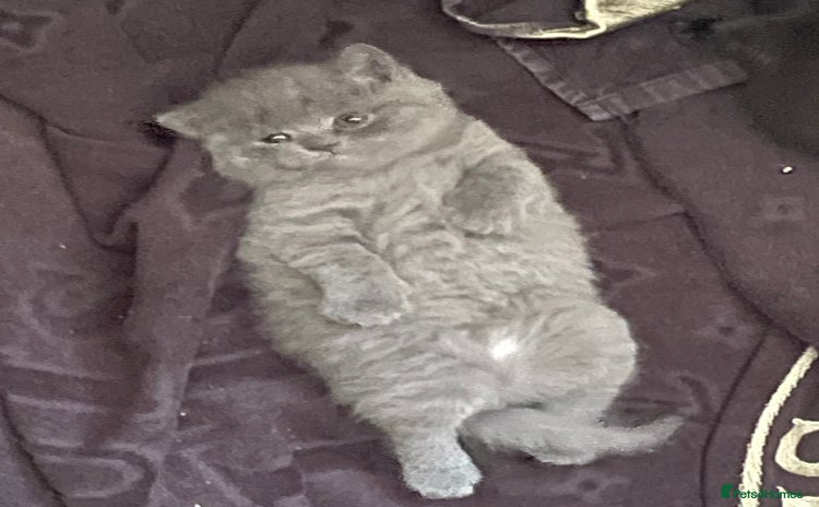 British Shorthair cats - Advert 7
