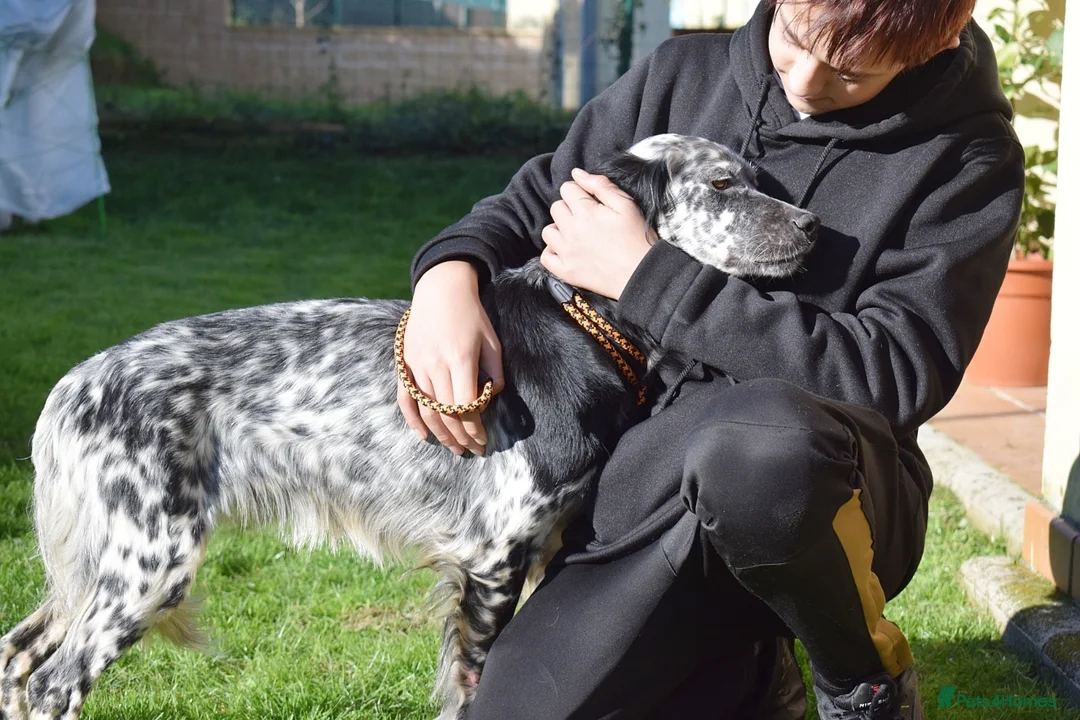 English Setter dogs for adoption: Beltz - Advert 3