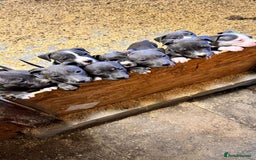 Staffordshire Bull Terrier dogs for sale:  ❤️ Beautiful Staffordshire puppies 🐶 - Advert 14