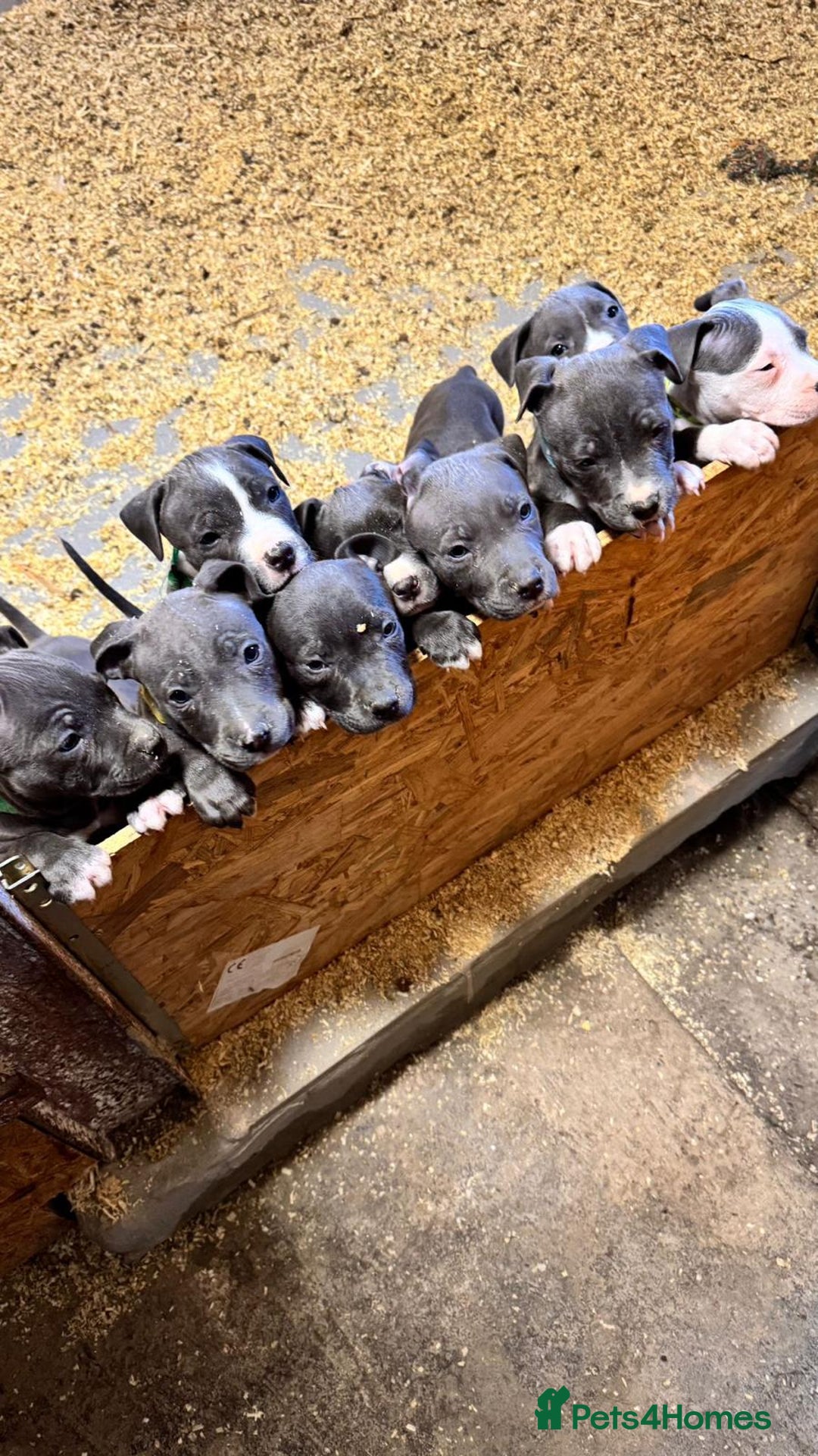Staffordshire Bull Terrier dogs for sale:  ❤️ Beautiful Staffordshire puppies 🐶 - Advert 14
