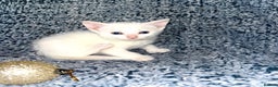 Turkish Angora cats for sale: X2 Turkish Angora Kittens - ready to leave! - Advert 8