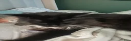 Maine Coon cats for sale: Tuxedo Maine coon kittens  - Advert 10