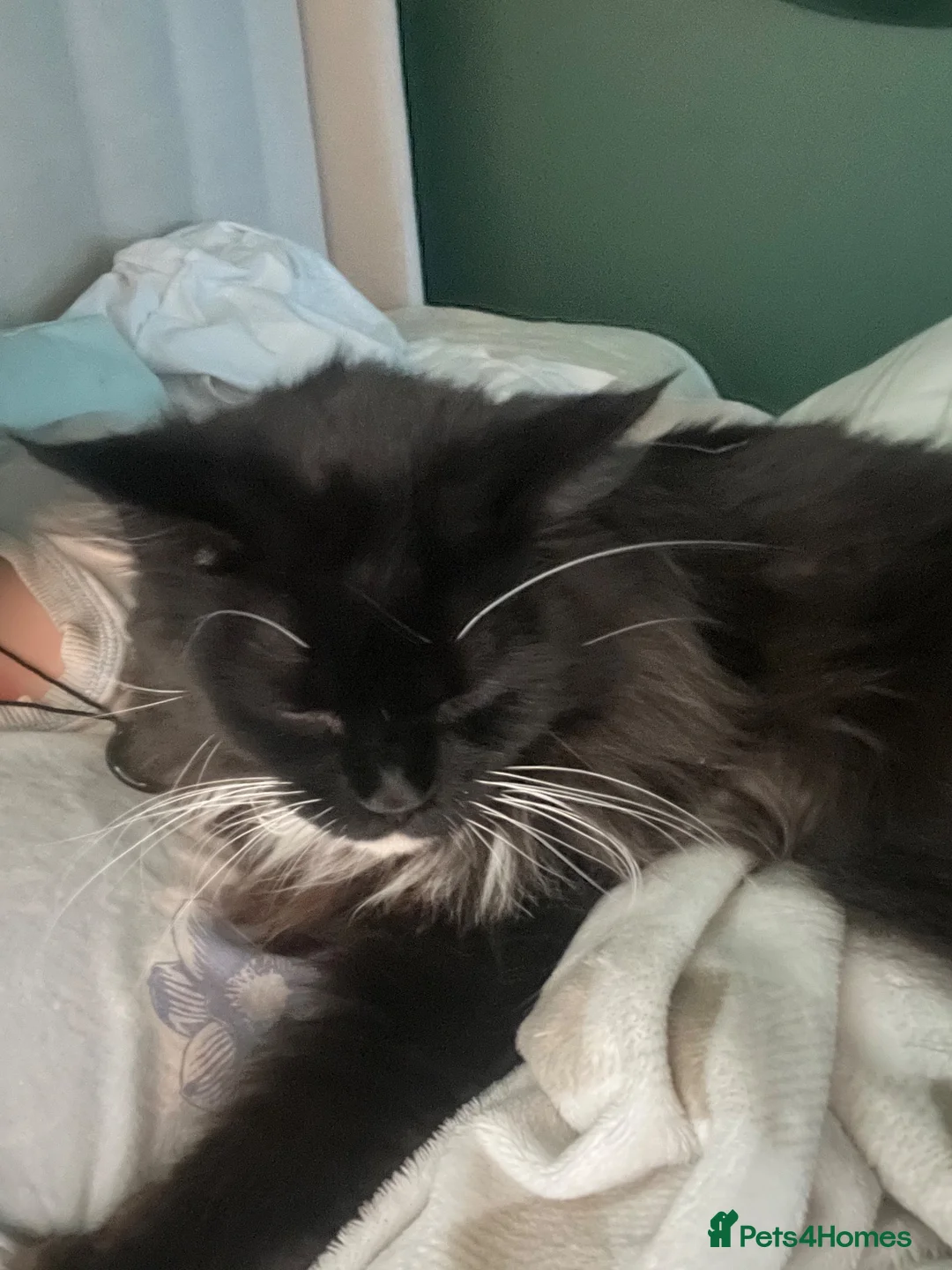 Maine Coon cats for sale: Tuxedo Maine coon kittens  - Advert 10