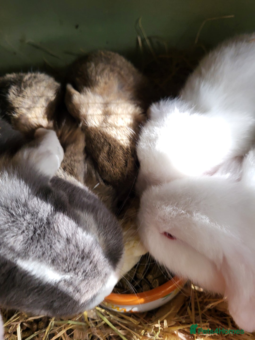 Mini Lop rabbits for sale: Mini Lop Bunnies Beautiful 😍 Ready to Leave - Advert 8