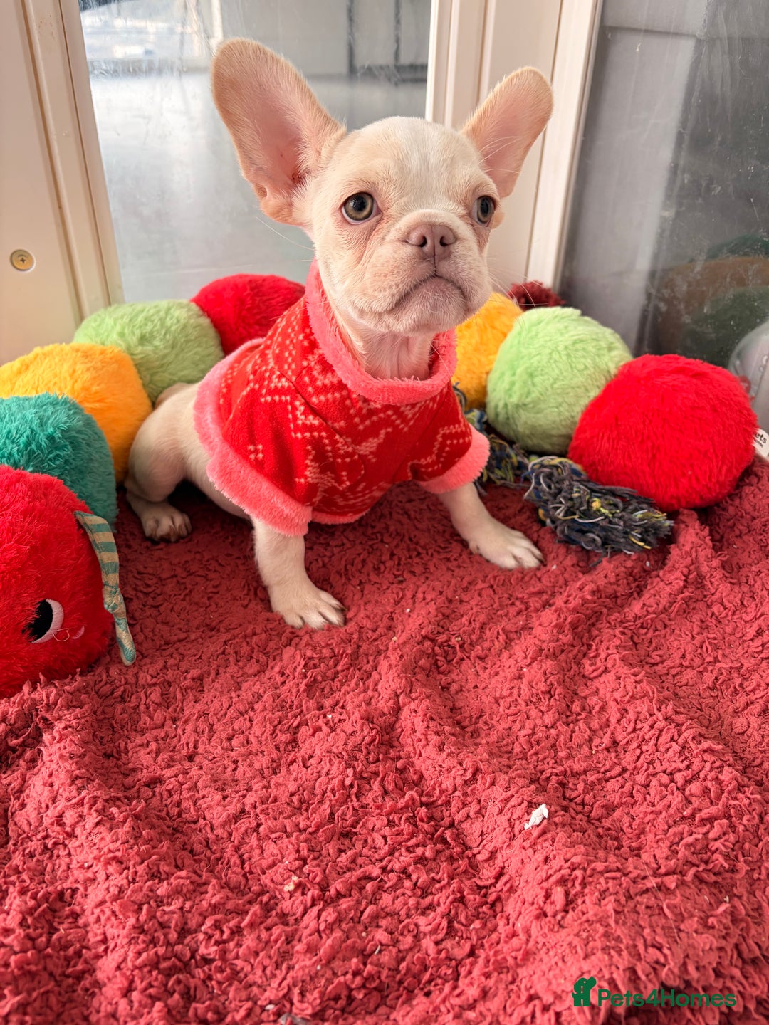 French Bulldog dogs for sale: Platinum French Bulldog Puppies – Ready  - Advert 3