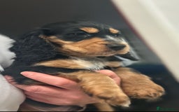 Cocker Spaniel dogs for sale: Five star rating Cocker spaniel puppies ⭐️⭐️⭐️⭐️⭐️ - Image 5