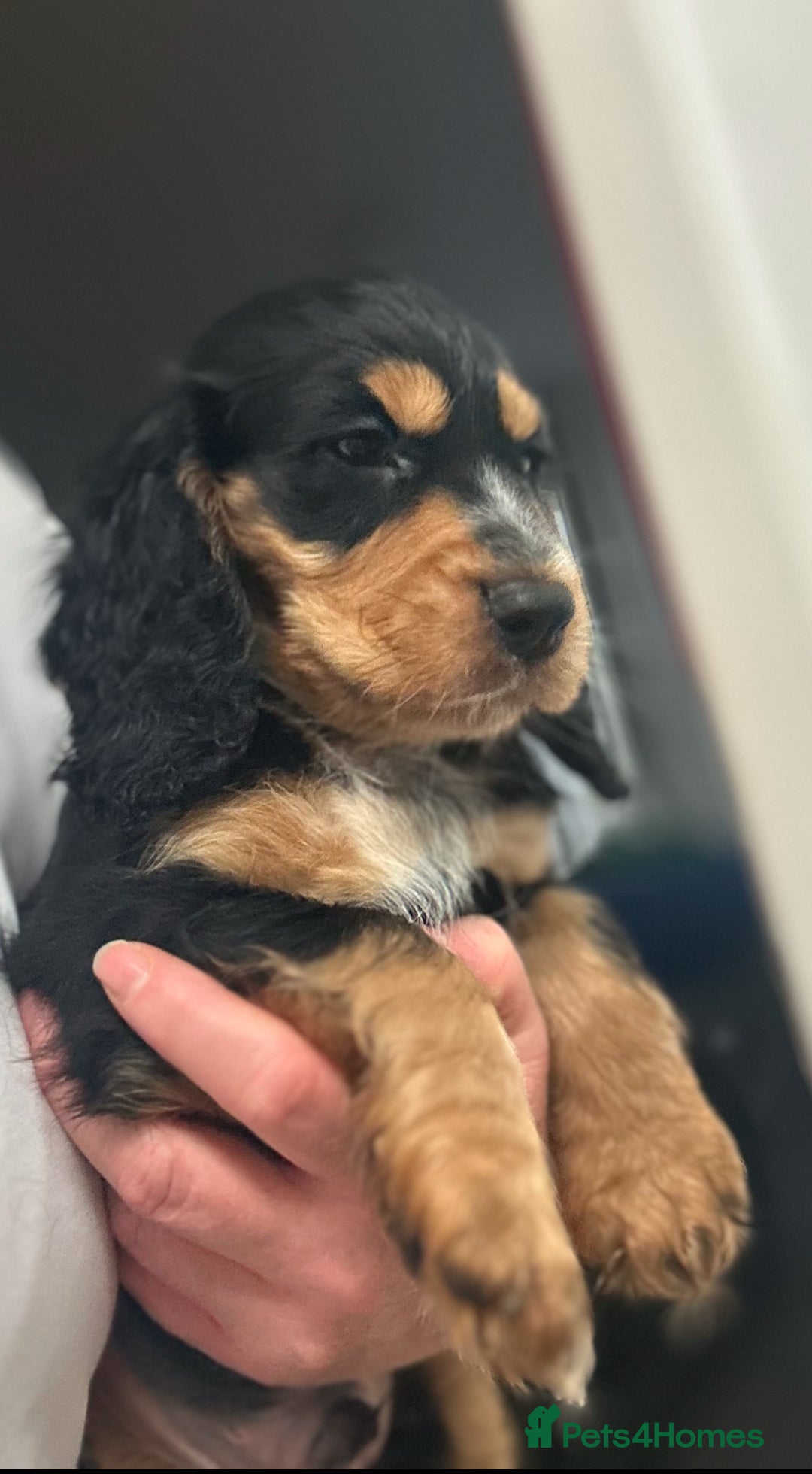 Cocker Spaniel dogs for sale: Five star rating Cocker spaniel puppies ⭐️⭐️⭐️⭐️⭐️ - Image 5