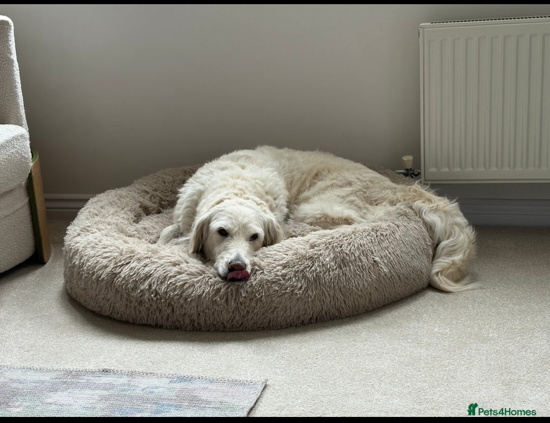 Mixed Breed dogs for sale: Australian double doodles  - Advert 7