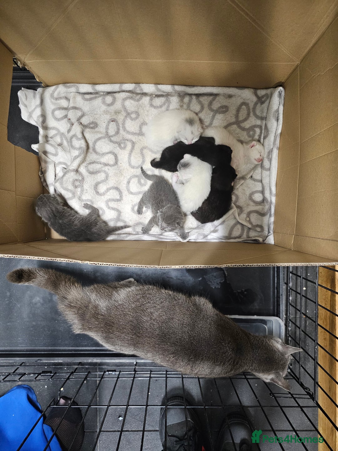 Russian Blue cats for sale: Beautiful Russian Blue cross kittens  - Image 13