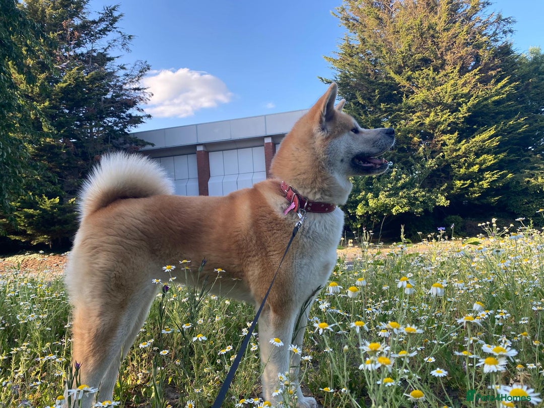 Akita dogs for sale: Akita puppy - Advert 6