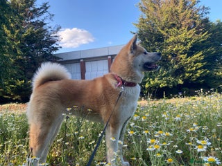 Akita dogs Akita puppy - Advert 4