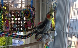 Cockatiels birds for sale: 1 year old Male Cockatiel  - Image 1