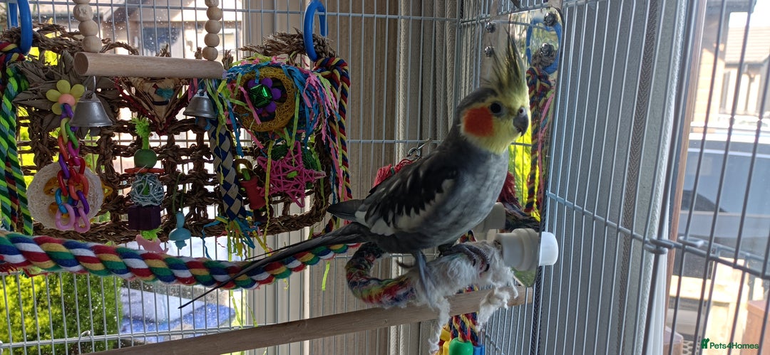 Cockatiels birds for sale: 1 year old Male Cockatiel  - Image 1