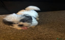 Shih Tzu dogs for sale: Shih zhus puppys - Image 5