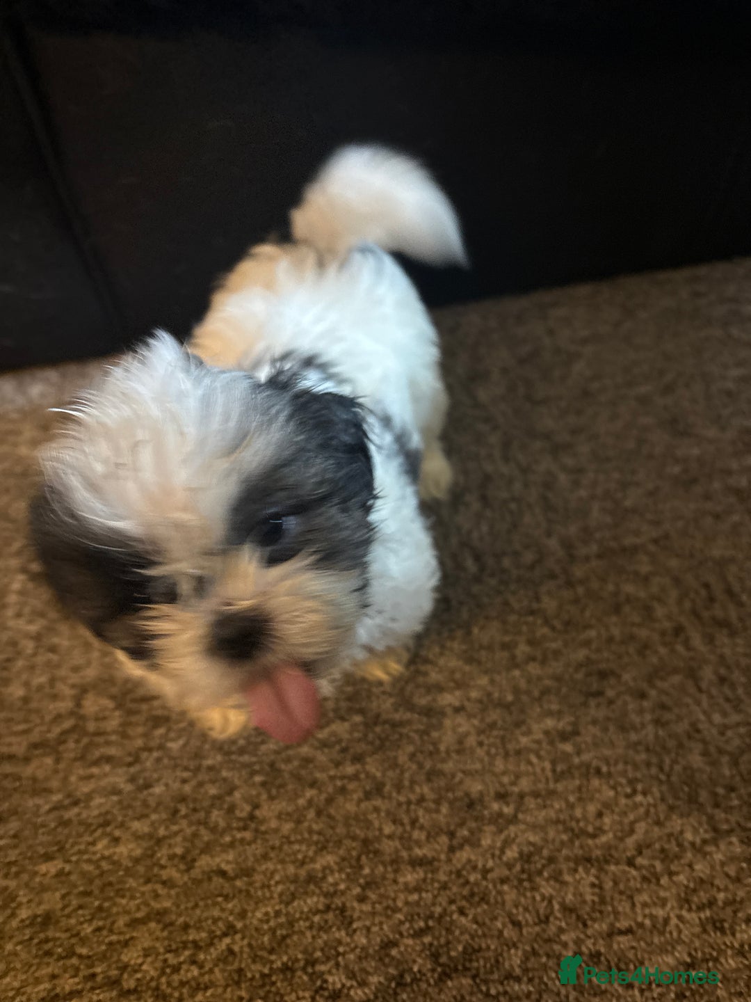 Shih Tzu dogs for sale: Shih zhus puppys - Image 5