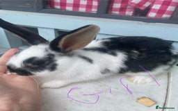 French Lop rabbits for sale: Baby rabbits  - Image 3