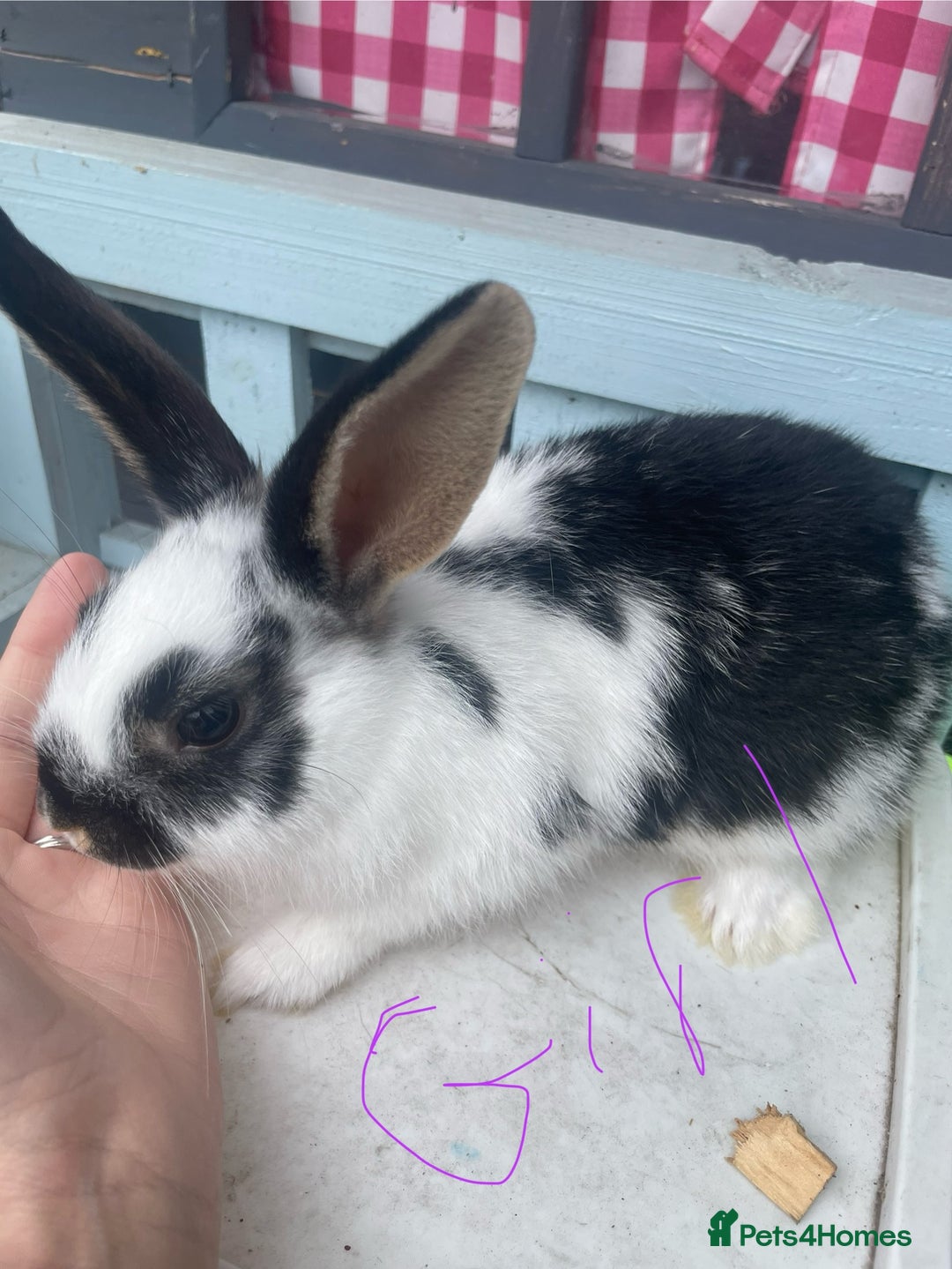 French Lop rabbits for sale: Baby rabbits  - Image 3