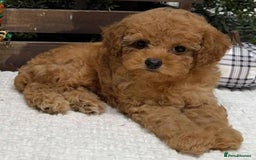 Cavapoo dogs for sale: Cavapoo F1 Puppies  - Advert 5