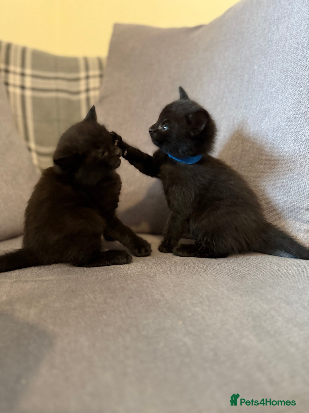 Domestic Shorthair cats for sale: Gorgeous fluffy kittens - Advert 7