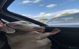 Miniature Dachshund dogs for stud: Isabella make , for stud  - Image 7