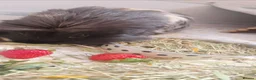 Guinea Pig rodents for sale: Desperate in need of new forever home  in Sunderland - Advert 4