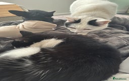British Shorthair cats for sale: 2 loving beautiful cats  - Image 28