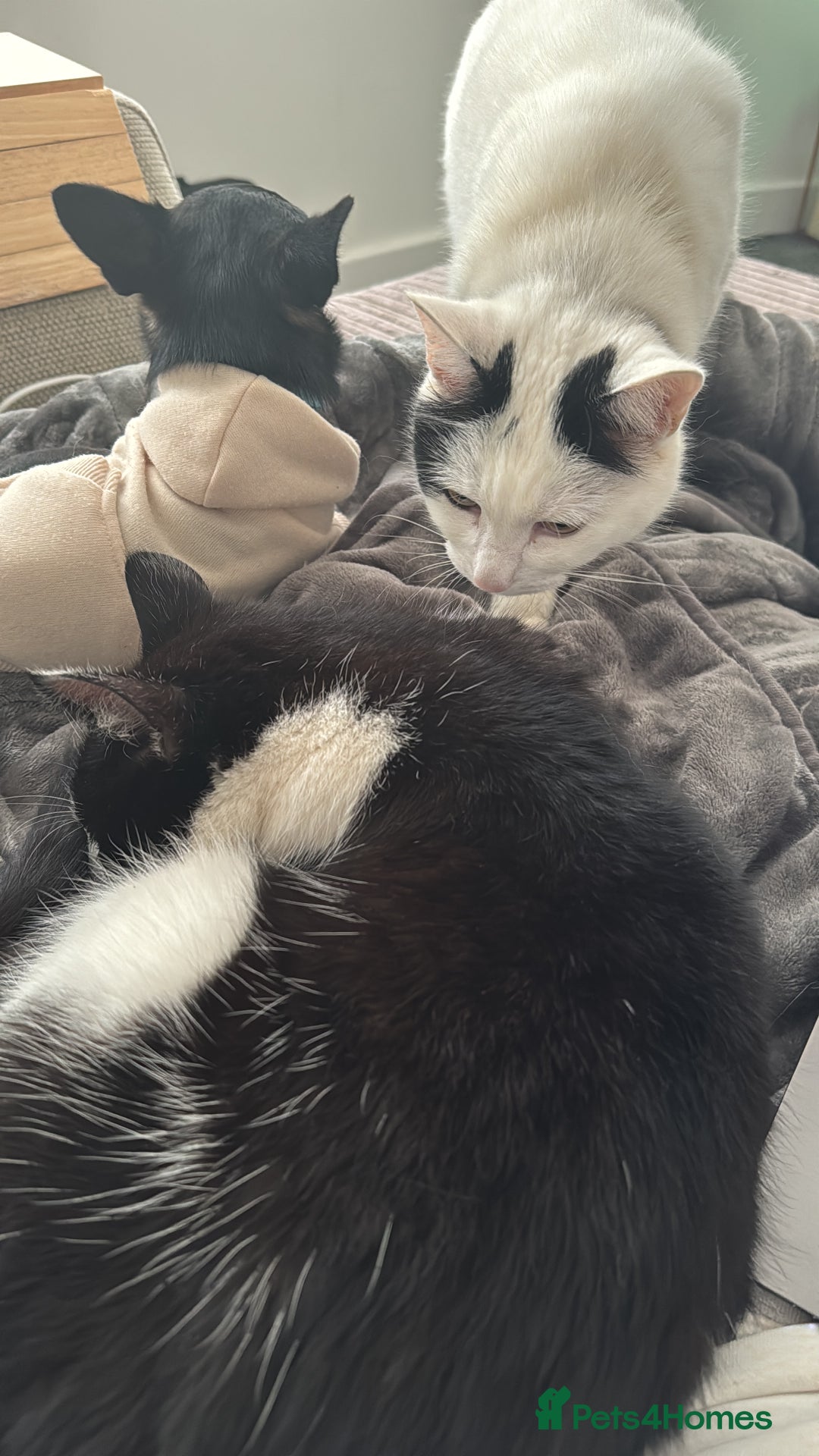 British Shorthair cats for sale: 2 loving beautiful cats  - Image 28