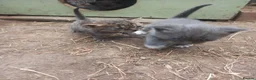 Aegean cats for sale: Agean x kittens for sale  - Advert 9