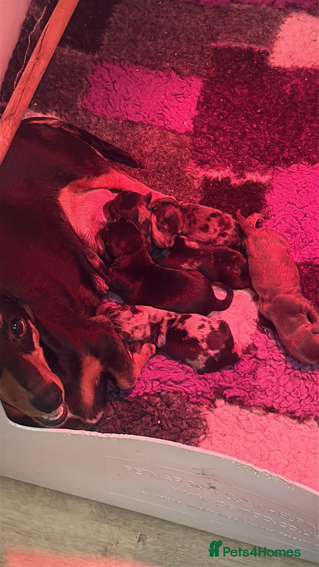 Dachshund dogs for sale: Quality Dachunds - Advert 2