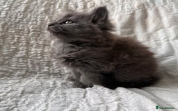 Maine Coon cats for sale: GORGEOUS MAINE COON KITTENS - Image 20