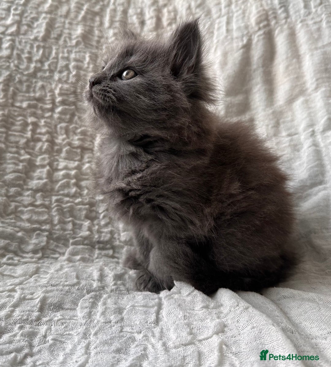 Maine Coon cats for sale: GORGEOUS MAINE COON KITTENS - Image 20