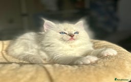 Ragdoll cats for sale: DNA Tested Charming Ragdoll Kittens - Advert 8