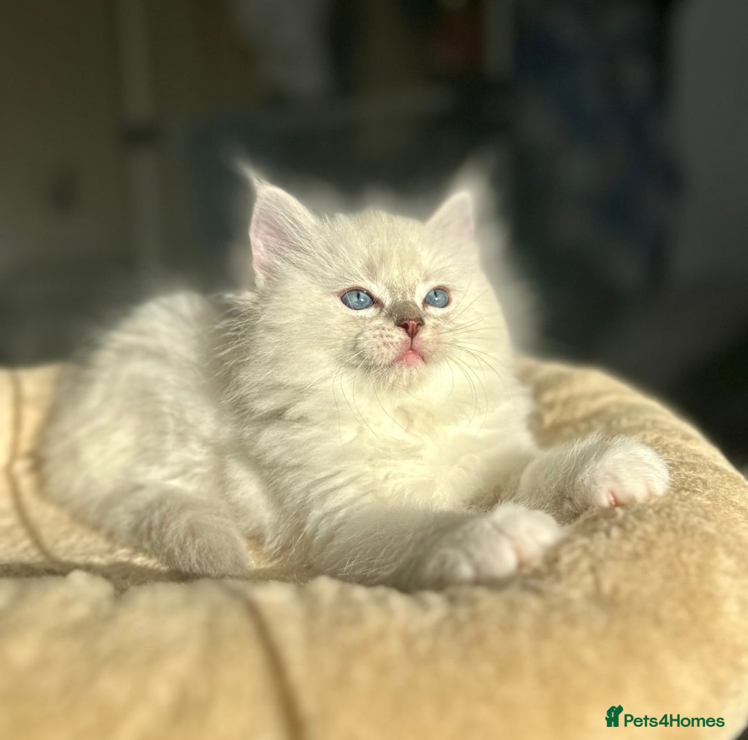 Ragdoll cats for sale: DNA Tested Charming Ragdoll Kittens - Advert 8