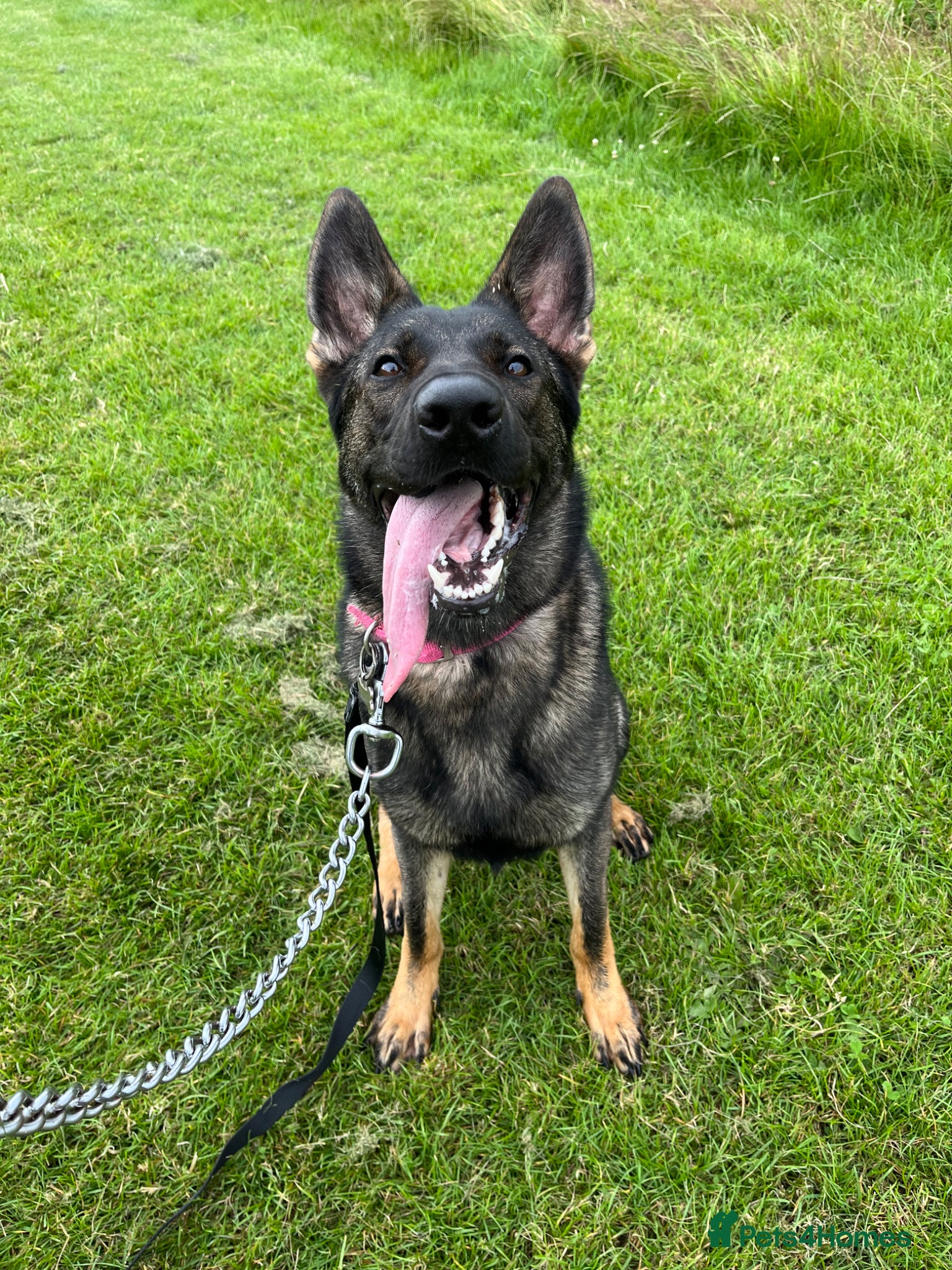 German Shepherd dogs Female German Shepherd 3 Year Old - Advert 1