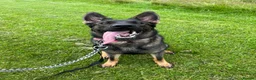 German Shepherd dogs for sale: Female German Shepherd 3 Year Old - Advert 1