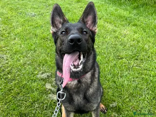 German Shepherd dogs Female German Shepherd 3 Year Old - Advert 1