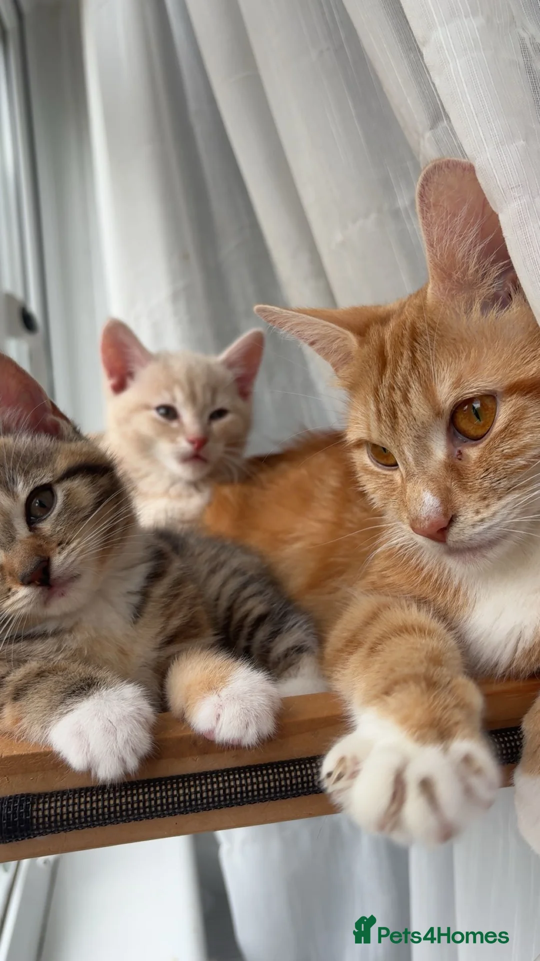 Mixed Breed cats for sale: Cute mixed breed kitten  in London - Advert 2