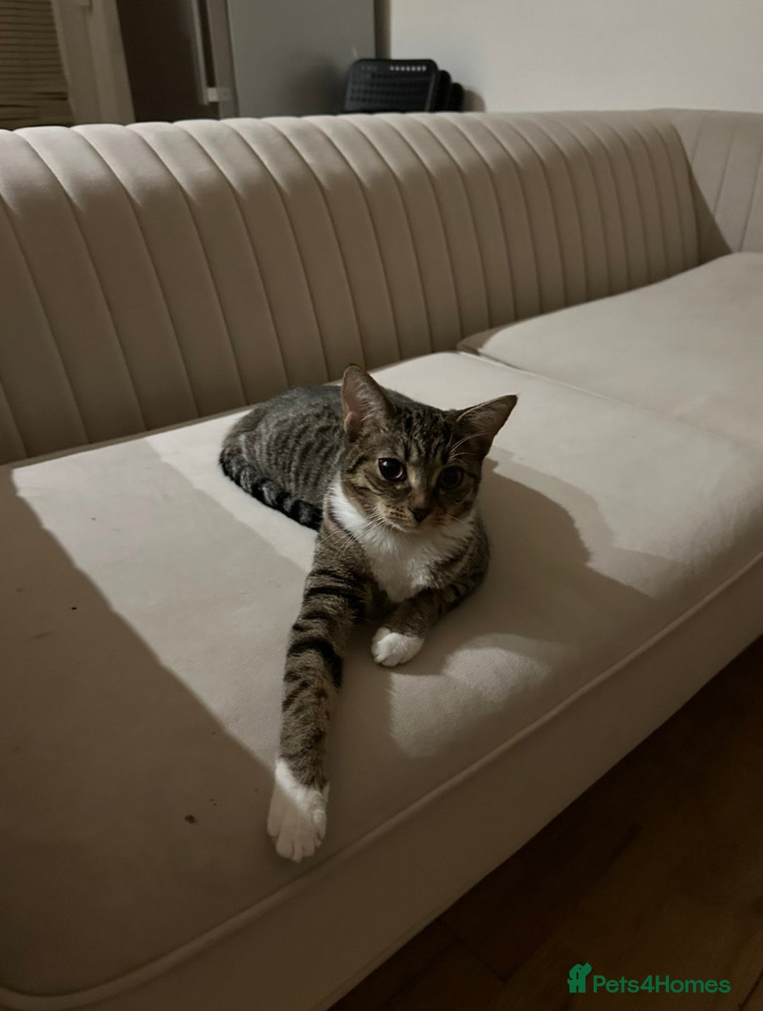 Mixed Breed cats for sale: Kitten - Advert 4