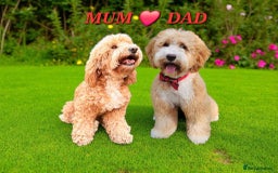 Australian Labradoodle dogs for sale: STUNNING FULLY HEALTH TESTED PUPPIES 🌟🐾 - Image 8