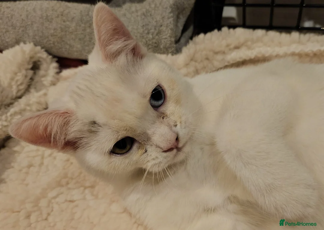 Mixed Breed cats for adoption: Special Nova needs a special indoor home - Advert 23