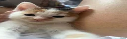 Mixed Breed cats for sale: Kitten for sale  - Advert 1
