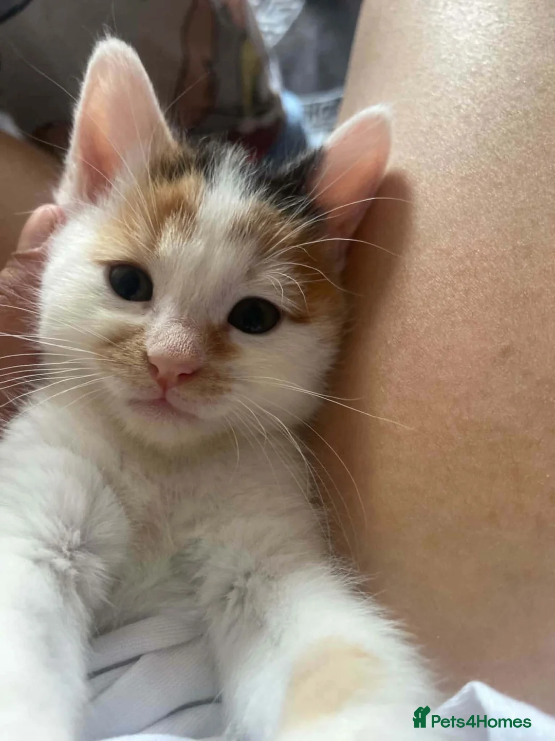Mixed Breed cats for sale: Kitten for sale  - Advert 1