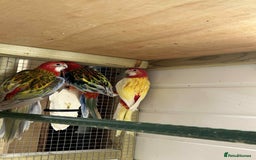 Parakeets birds for sale: Rosellas  - Image 6