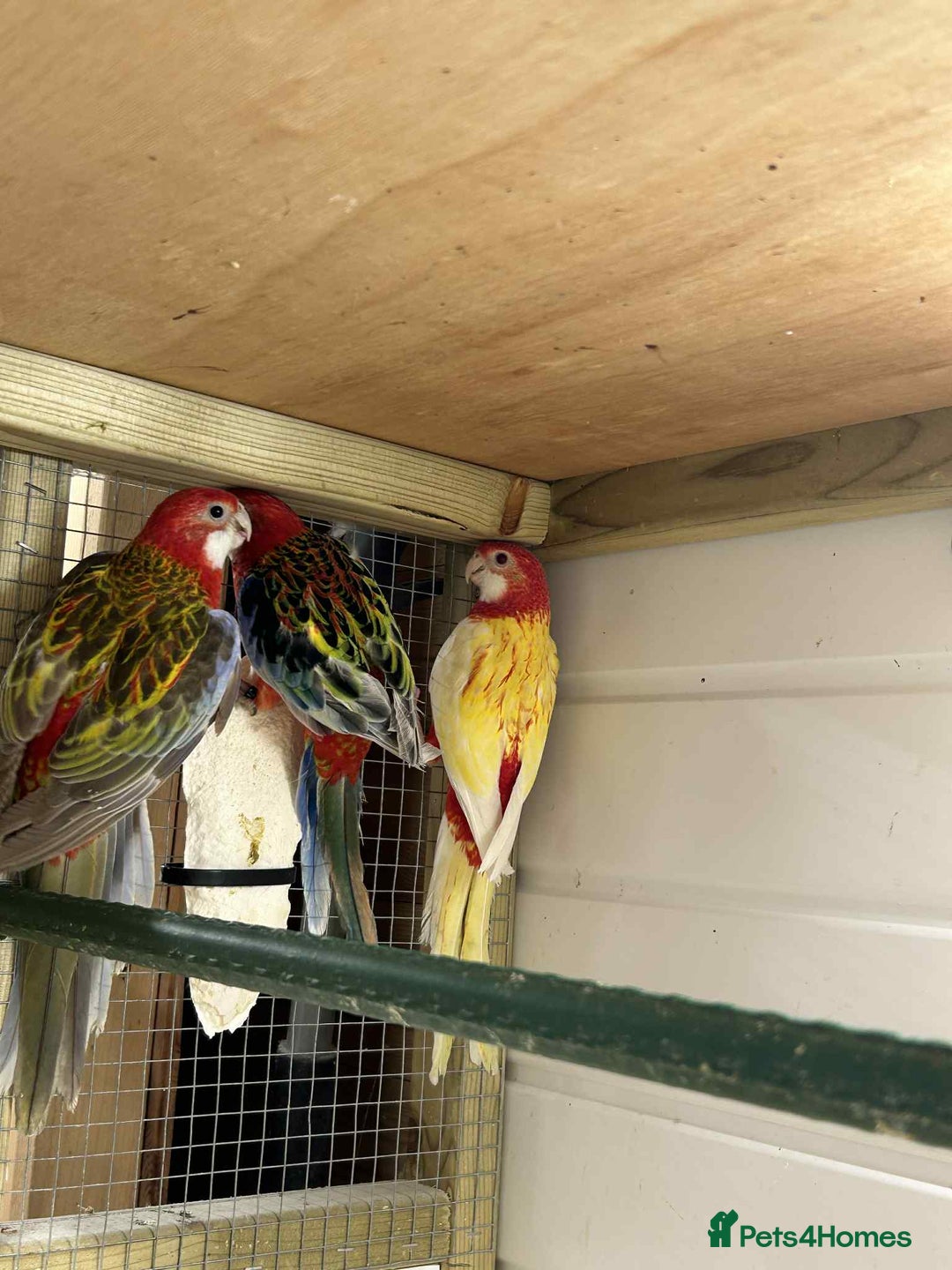 Parakeets birds for sale: Rosellas  - Image 6