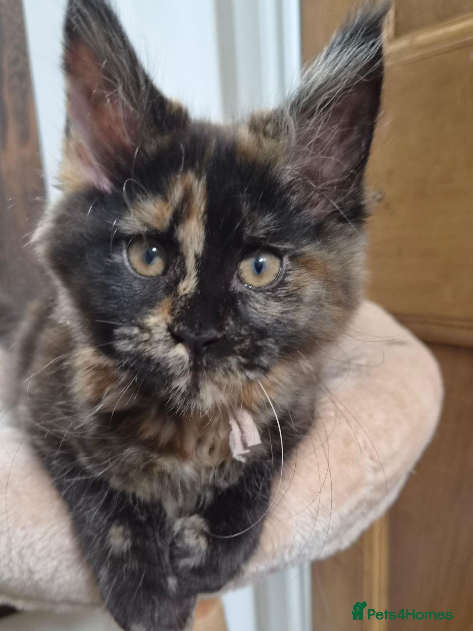 Maine Coon cats TICA REGISTERED MAINE COONS - Advert 2