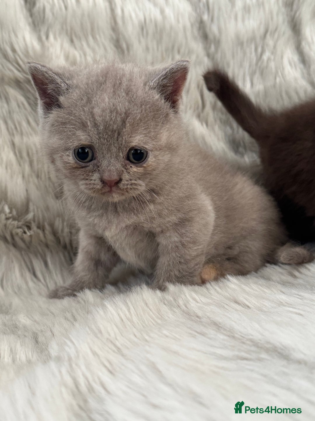 British Shorthair cats for sale: Gccf British Shorthair Kitten last girl available - Advert 15