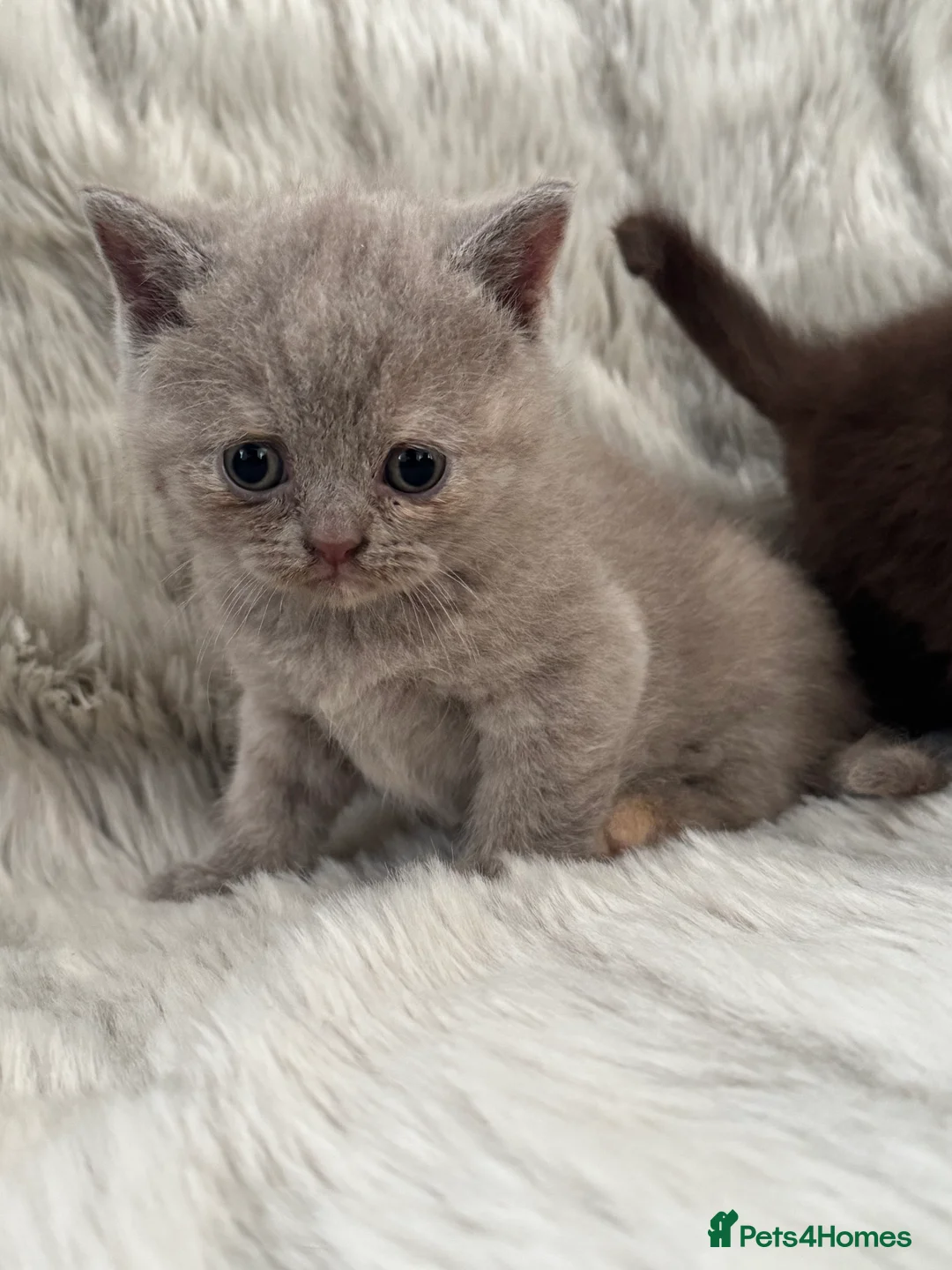 British Shorthair cats for sale: Gccf British Shorthair kitten READY NOW - Advert 16